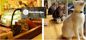 Котокафе