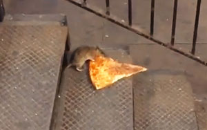 Мышка доставляет пиццу