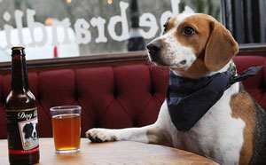 В Испании открылся бар для собак