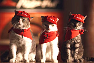 Коты для доставки пиццы