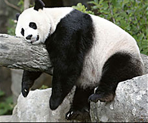 Панда притворилась беременной за еду