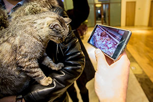 Кот нашелся!
